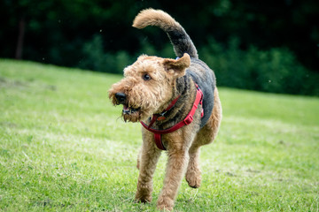 Airedale Terrier Dog Running in Park