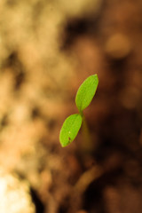 Leaf personal growth evolution	- planta hoja crecimiento personal