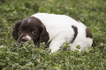 Brittany Puppies 6 weeks