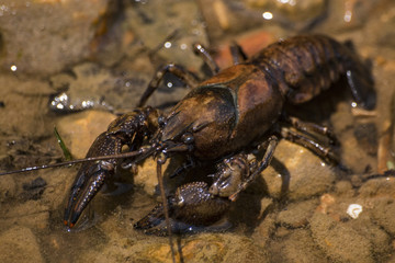 Crayfish on Crooked Creek
