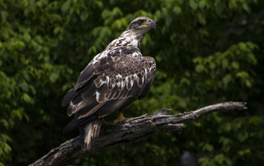 Juvenile Bald Eagle