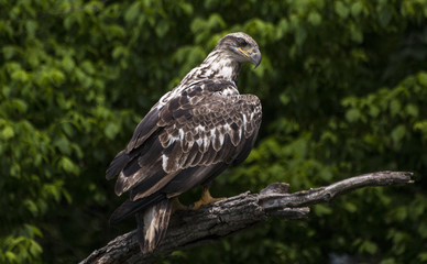 Juvenile Bald Eagle