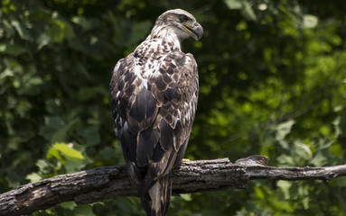 Juvenile Bald Eagle