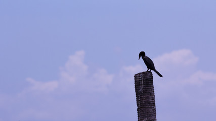 A black bird.