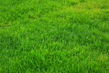 Close up view of green grass lawn. Green texture / background, Beautiful nature green background. 