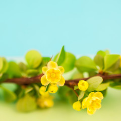 Spring blossoming barberry branch