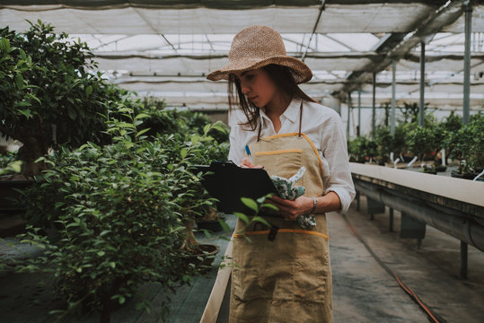 Bonsai greenhouse center. rows with small trees, woman working and taking care of the plants