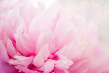 Obrazy na Szkle  Zbliżenie różowe piwonie. Delikatne kwiatowe różowe tło