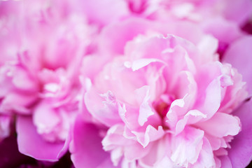 Pink peonies close-up. Delicate floral pink background