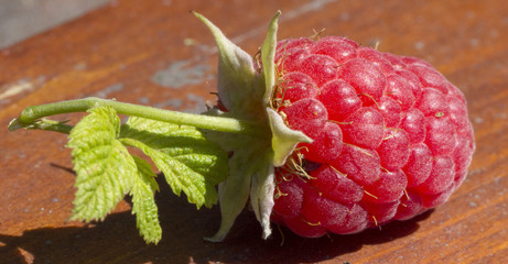 Strewed raspberry berries on a green branch on a warm summer day.