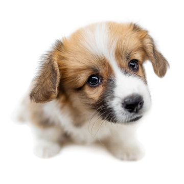Cute Puppy Welsh Corgi Pembroke  is looking at camera and begging. Beautiful puppy dog isolated on a white background.