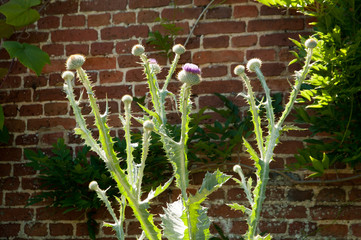 Giant thistles against brick