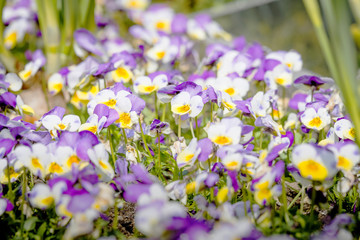 Viola tricolor also known as Johnny Jump up flowers