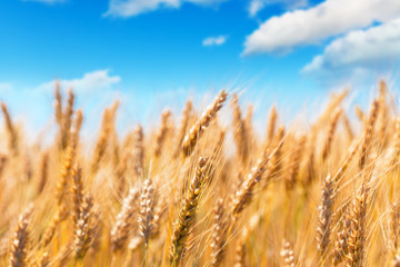 Wheat field and blue sky