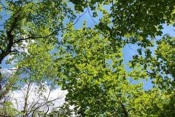A view of the spring green leaves on the trees in forest. 