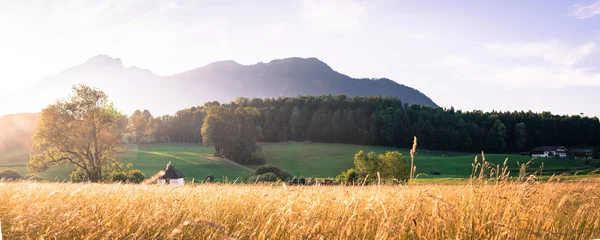Getreidefeld, Baum und Berge, Sonnenuntergang, Schönheit, Breitbild © Patrick Daxenbichler