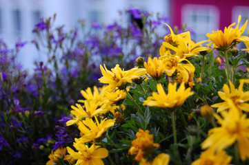 Balkonblumen mit Haus im Hintergrund