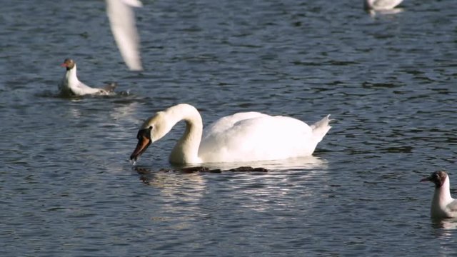 The swan floats on the lake and eats, around the seagull