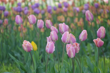 tulips