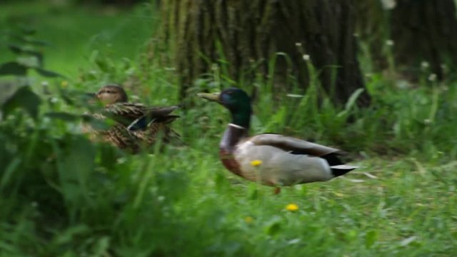 Duck male runs after the female