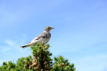 sparrow