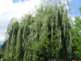 Fototapeta premium Tree