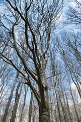 Beech under cloudy sky