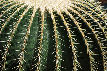Round green cactus with lines of thorns.
