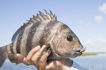 Texas Sheepshead