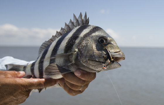 Texas Sheepshead