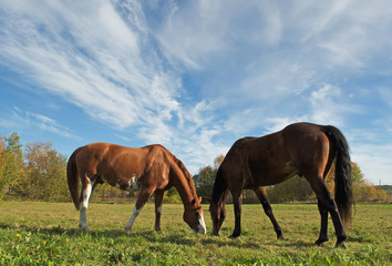 Obraz na płótnie Canvas horses on sky background