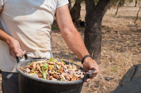 Almond harvest time in Noto, Sicily