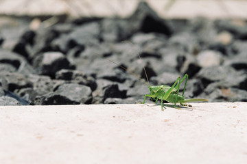 Grüne Heuschrecke am Steinboden