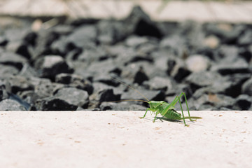 Grüne Heuschrecke am Steinboden