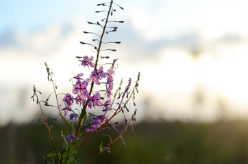 Pink Ivan Tea or blooming Sally in the field. Willow-herb at sunset. Nature landscape.