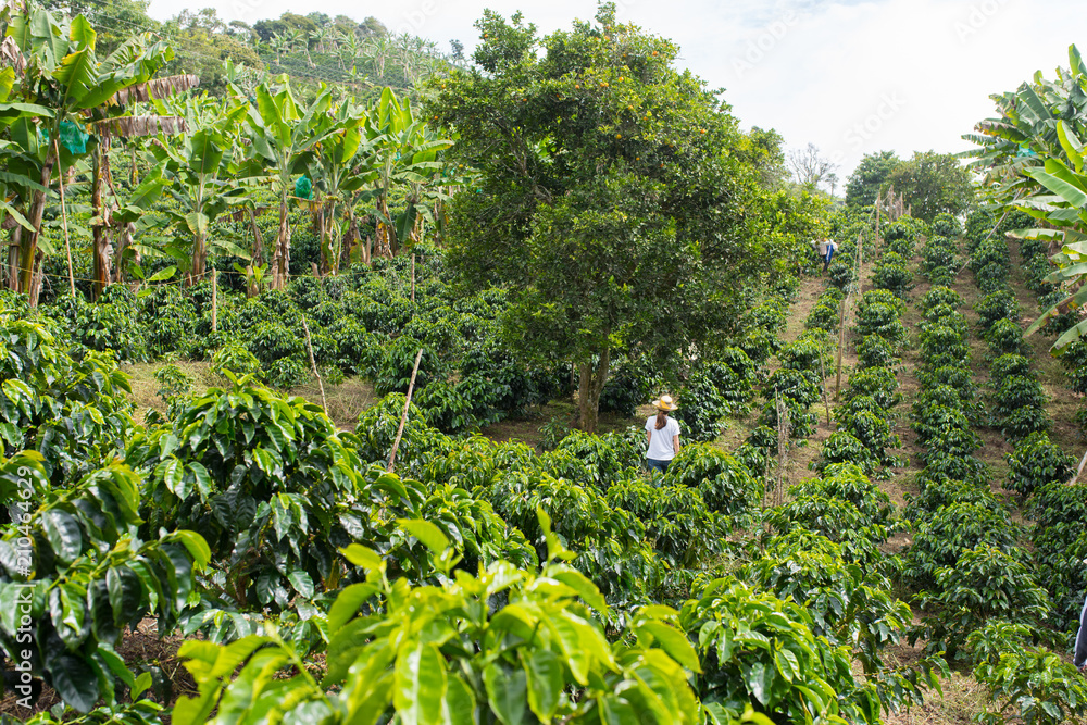 Wall mural rows of coffee on a coffee plantation in colombia