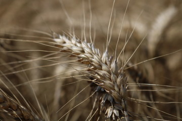 Wheat field close up