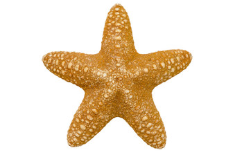 Starfish isolated on white, top view