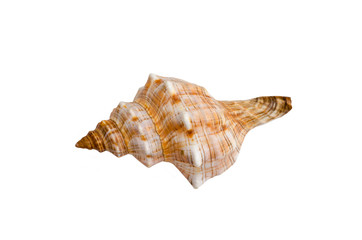 Sea shell isolated on white