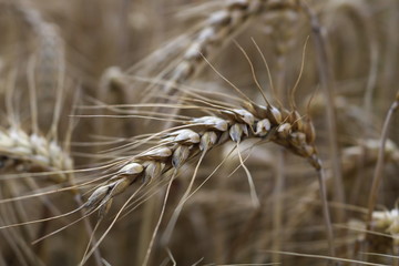 Wheat field close up