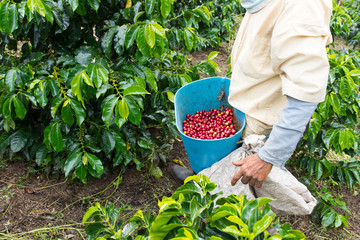 Coffee farmer picking coffee on a coffee field