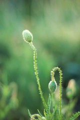 closed buds of poppies on a green background