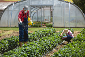 A middle age couple works in his strawberry field