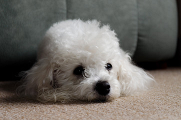 caniche