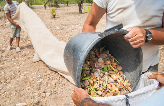 Almond harvest time in Noto, Sicily