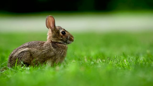 Eastern cottontail rabbit (Sylvilagus floridanus) in the open grassy field in British Columbia, Canada
