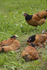 hühner liegen im gras