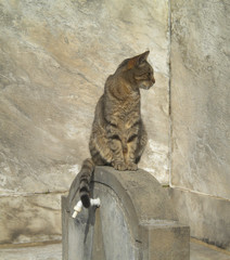gato