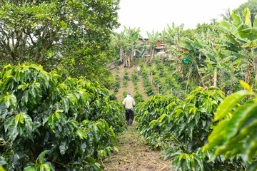 Coffee farmer picking coffee on a coffee field