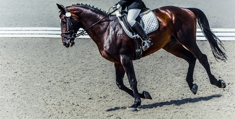 Dressage horse and rider. Sorrel horse portrait during equestrian sport competition. Advanced...